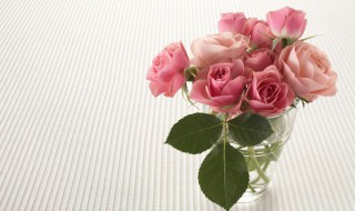 玫瑰花束怎么保存 怎么可以让玫瑰花束长久保鲜