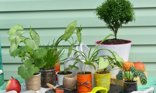 家中养什么植物最好 家居绿植推荐