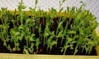 豌豆苗种植方法 豌豆苗怎么种植