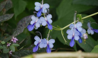 蓝蝴蝶花的养殖方法 蓝蝴蝶的养殖方法和注意事项