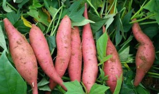小香薯种植方法 小香薯种植方法介绍