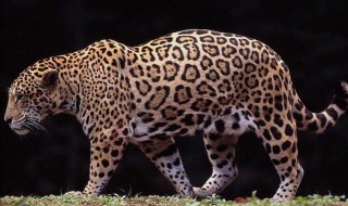 美洲虎和美洲豹的区别 属于哪科动物