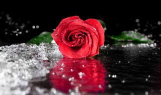 玫瑰花说说心情短语 关于玫瑰花的心情短语