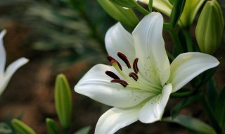 百合花的说说心情短语 怎么写出百合花的美