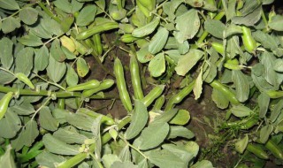 蚕豆种植方法 如何种植蚕豆