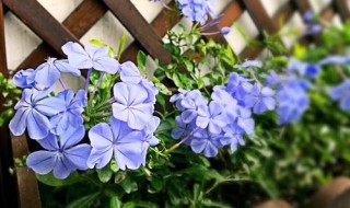 雪兰花种植方法 蓝雪花的种植方法说明