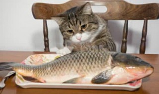 买什么鱼适合煮给猫吃 什么鱼适合买给猫吃