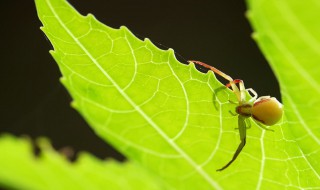 蟹蛛繁殖方法 蟹蛛繁殖方法简述