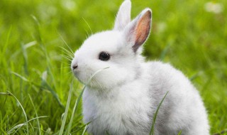 兔子的饲养技巧 兔子的饲养方法是什么