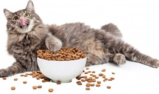 猫粮投喂方法 如何喂猫粮