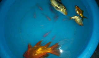 鱼入缸杀菌方法 新鱼入缸前如何消毒