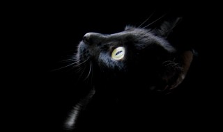 适合黑猫的名字 黑猫叫什么名字好