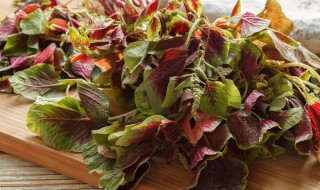 红皮菜种植方法 红皮菜种植方法介绍