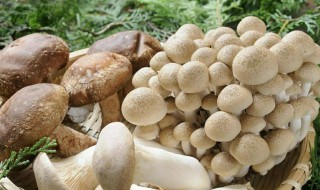 菌菇类清洗方法 菌菇类清洗方法是什么