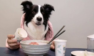狗狗吃的营养餐如何做 这样做的营养餐最好吃