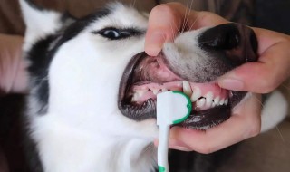 给犬刷牙的方法 给狗狗刷牙的步骤