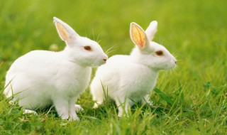 白兔的生活习性 白兔的生活习性简述