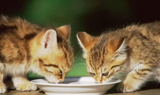 小猫咪喝水要喝什么水 小猫咪要喝什么水呢