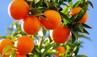橘子的寓意是什么 橘子有什么含义
