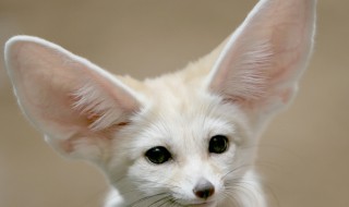 大耳狐的耳朵有什么作用 大耳狐的耳朵有何作用