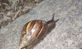 野生蜗牛有毒吗 关于野生蜗牛有毒吗