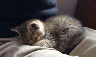 猫为什么喜欢睡在腿中间 原来是这四个暖心的答案