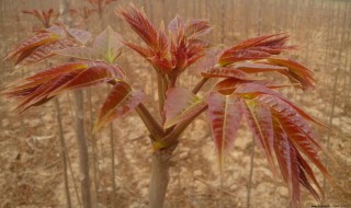 红油香椿种植方法 4步教你成为红油香椿种植达人