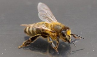 蜜蜂有几对翅膀 属于什么生物
