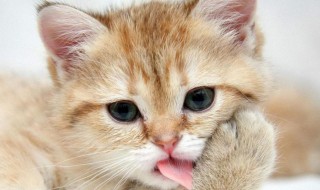 猫发出呼噜呼噜的声音是什么意思 猫的呼噜有含义