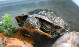 巴西龟冬天怎么养 需要提供什么条件