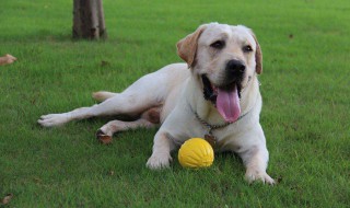 训练拉布拉多犬的技巧 拉布拉多日常5个训练方法