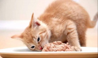 小猫几天吃一次罐头 每餐都可以吃吗