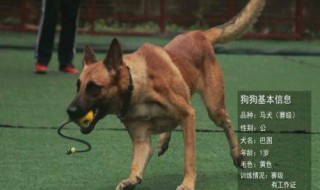 马犬一般长多大 马犬特点