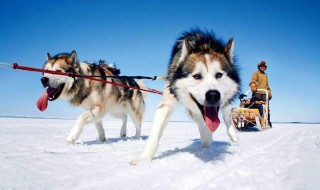 阿拉斯加犬有几种 阿拉斯加雪橇犬简介