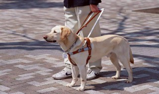 导盲犬是什么狗 导盲犬的介绍