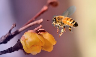 蜜蜂春繁在几月几日 养蜂人·告诉你