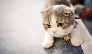 怎么教猫咪用猫砂 如何教猫咪使用猫砂