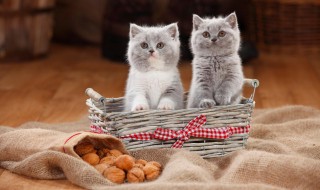 猫咪的猫粮该怎么选择 该如何给猫咪挑选猫粮