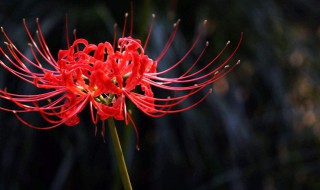 彼岸花花语是什么 彼岸花花语介绍