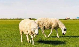 肉羊养殖新方法 养殖羊的方法