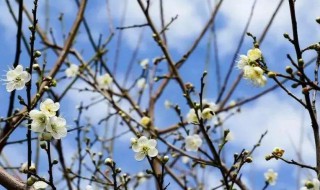 腊梅花怎么保存 保存腊梅花方法