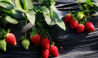 草莓盆栽方法 草莓如何栽种
