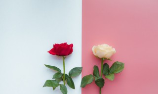 花店买的玫瑰一般能放几天 玫瑰一般能存放多久