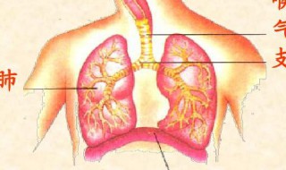 肺部呼吸每分钟多少次 肺部呼吸每分钟是多少次