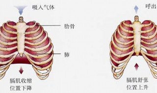 发生在肺内的气体交换是什么 发生在肺内的气体交换解释