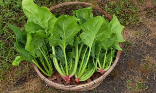 煮菠菜汤需要先将菠菜焯水吗 菠菜的营养介绍