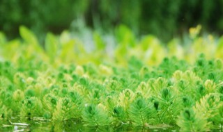 绿藻是什么 绿藻简单介绍