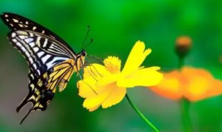 蝴蝶的生活习性是什么 蝴蝶的生活习性介绍