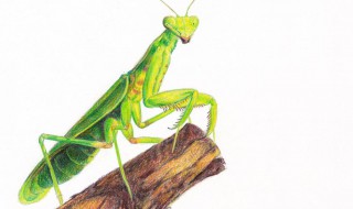 昆虫螳螂生活习性是什么 昆虫螳螂生活习性是怎样