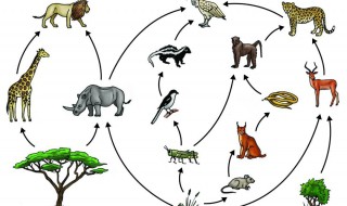 生物链和食物链各是什么意思 生物链和食物链分别解释